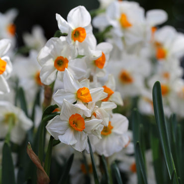 Geranium Daffodil Seeds