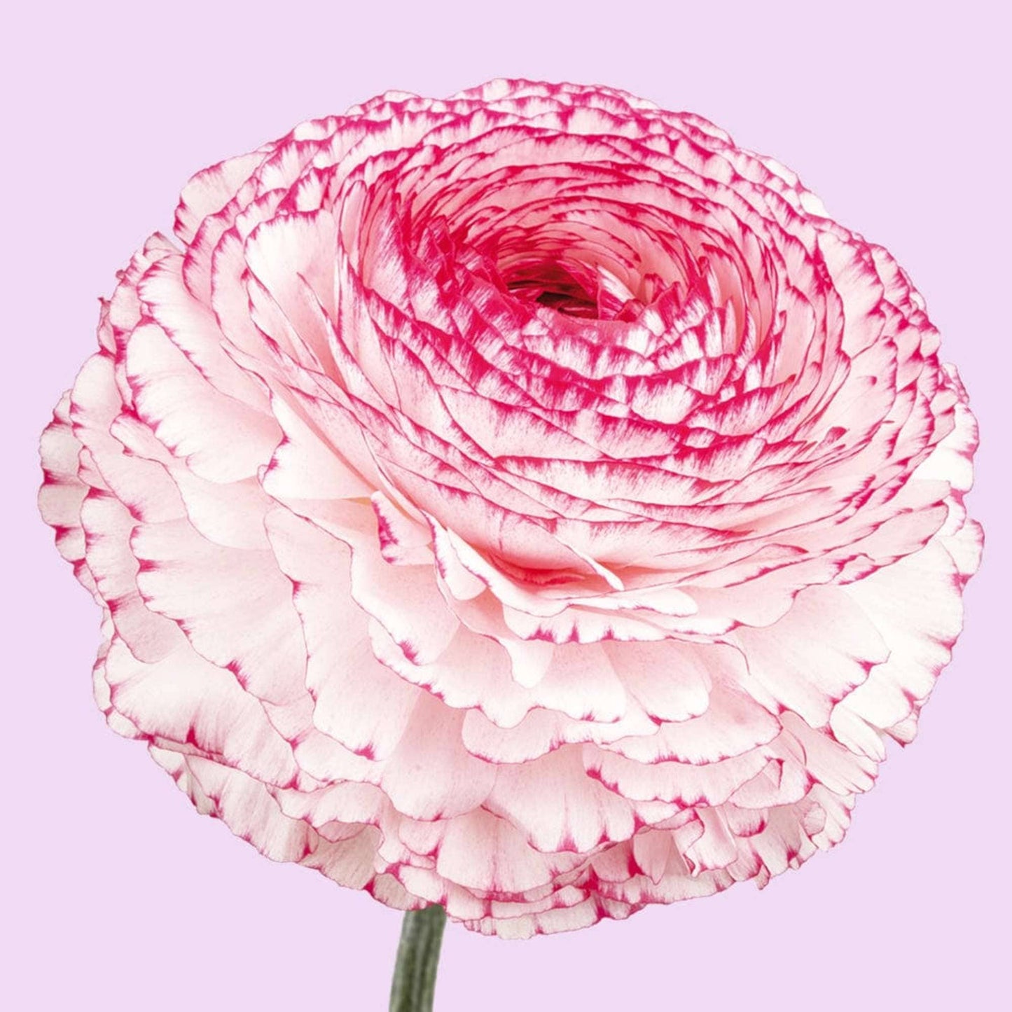 Ranunculus- Elegance Bianco Striato 48-14