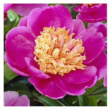 Doreen Peony