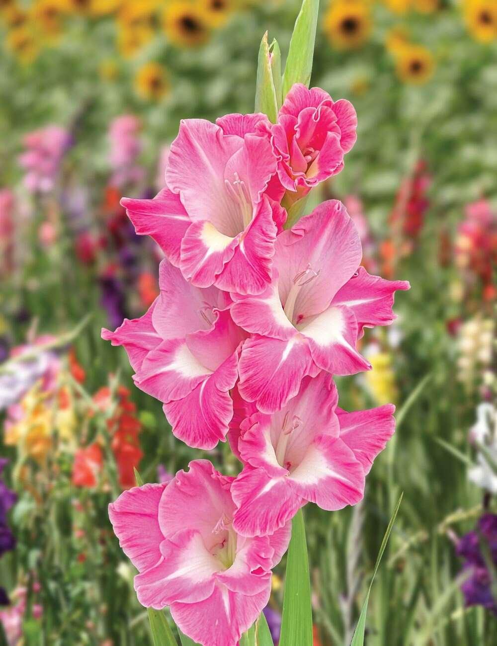 Gladiolus- Pink Parrot