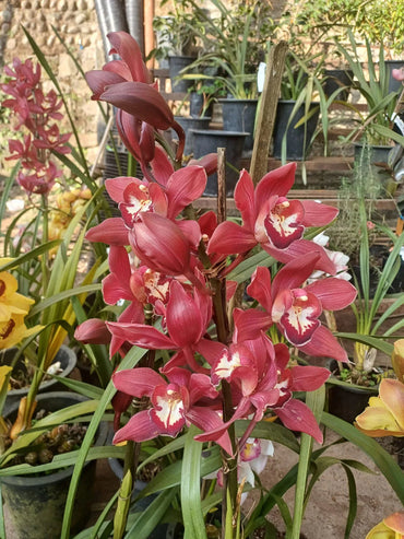 Cymbidium Faberi Orchid Seeds - Heirloom Non-GMO Planting Flower Seeds