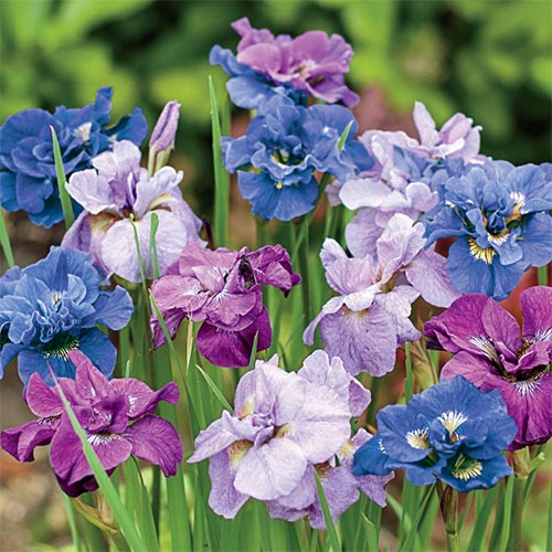 Tidal Twilight Siberian Iris Mixture