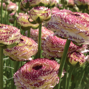 Ranunculus- Elegance Pastello Striato 66-12