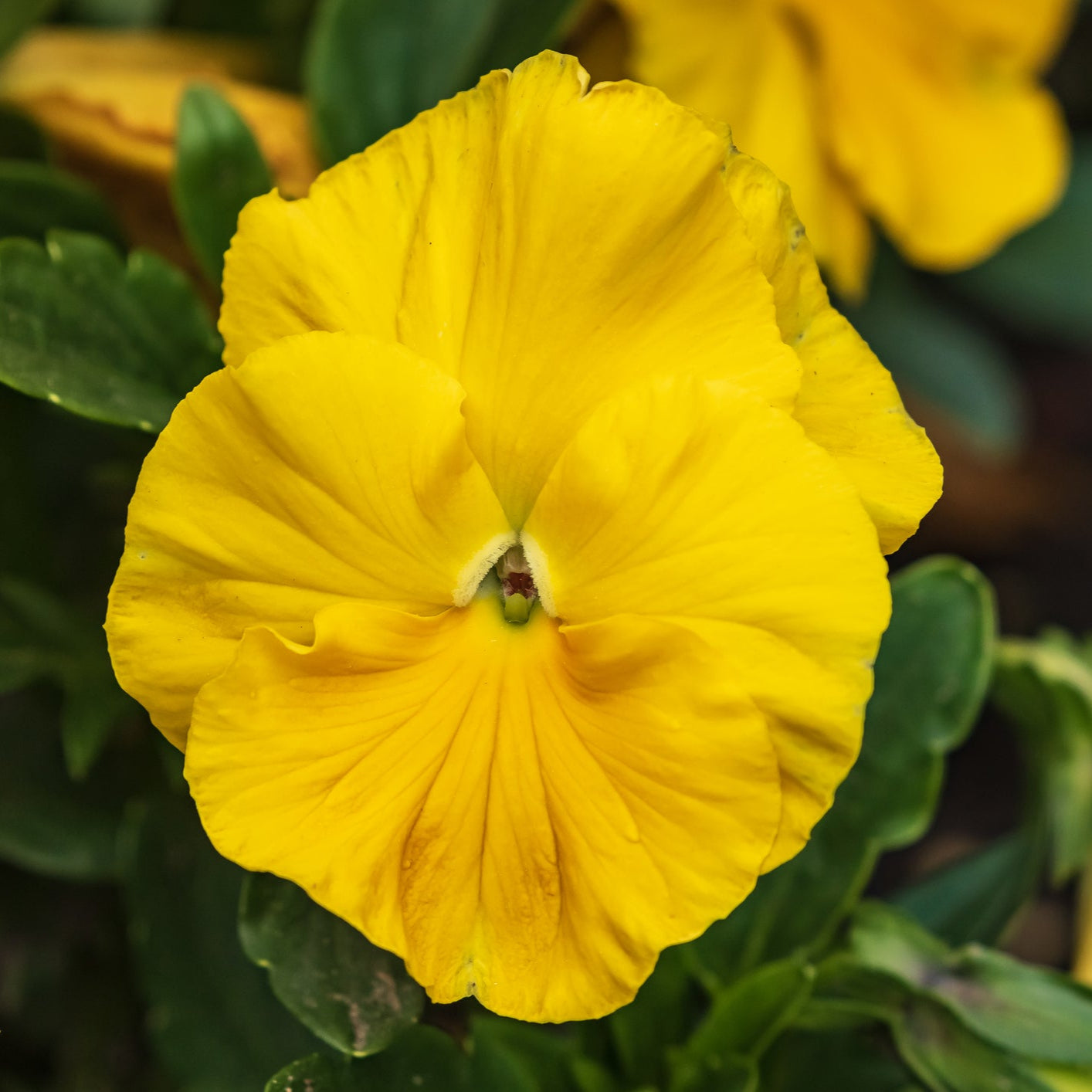 Organic Yellow Swiss Pansy Flower Seeds for Planting – Heirloom, Non-GMO Garden Seeds