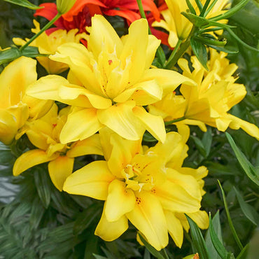 Double Asiatic Lily- Fata Morgana