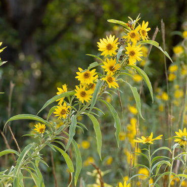 Yellow Maximilian Sunflower Seeds for Planting – Perennial, Drought-Tolerant, Pollinator-Friendly