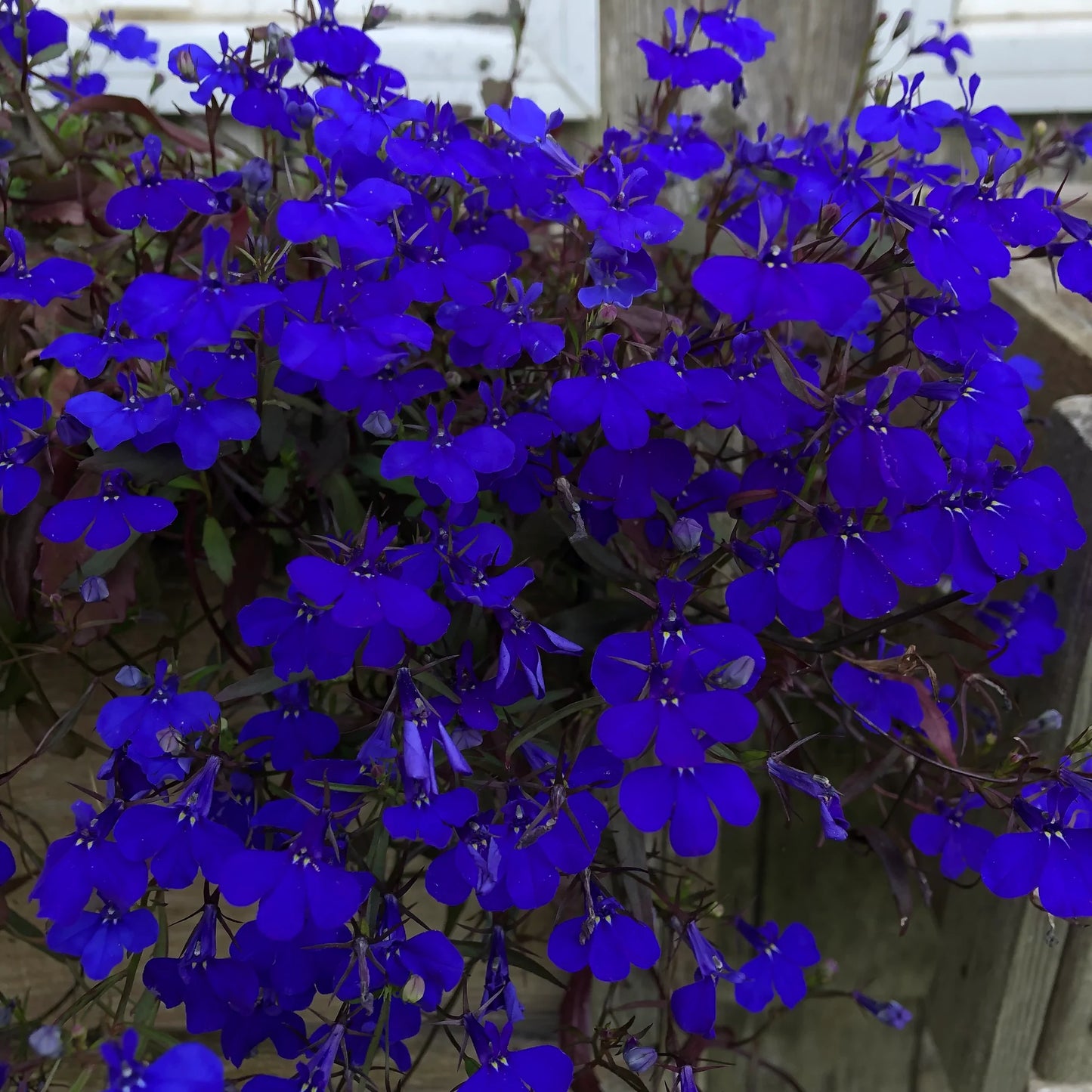 Lobelia- Crystal Palace