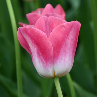 Dynasty Tulip Seeds