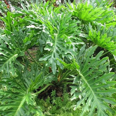 Green Philodendron Selloum Seeds for Planting - Heirloom & Non-GMO Seeds for planting