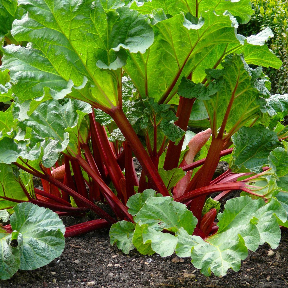 Rhubarb- Victoria