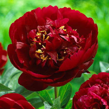 Buckeye Belle Peony
