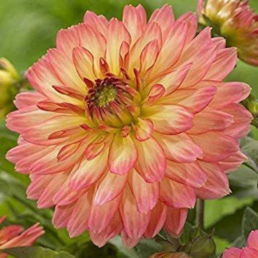 Dahlia- The Mexican (Tuber)