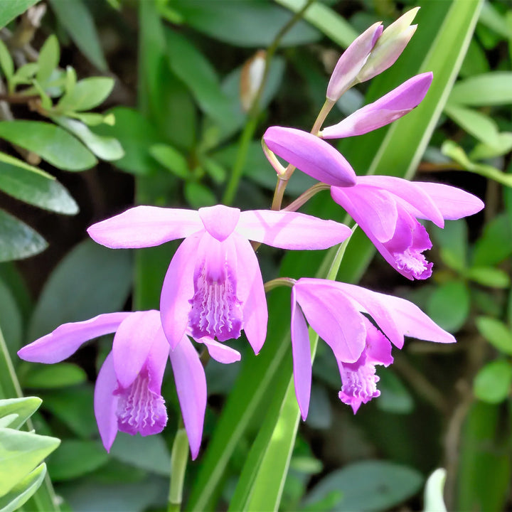 Heirloom Non-GMO Bletilla Striata Flower Seeds for Hardy Orchid and Shade Garden Planting