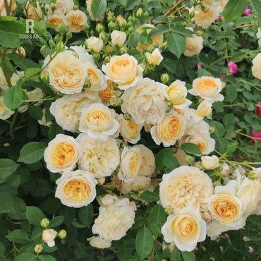 Rose- Teasing Georgia