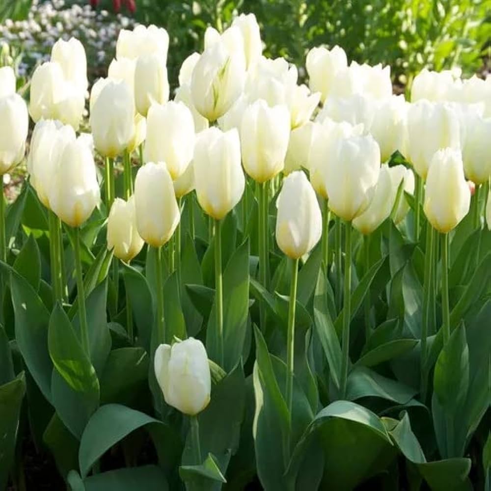 Orleans Tulip Seeds