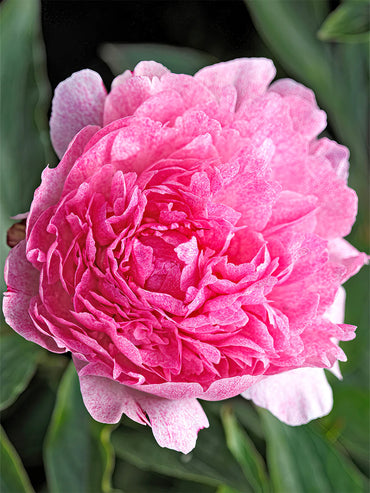 Pietertje Vriend Wagenaar Peony