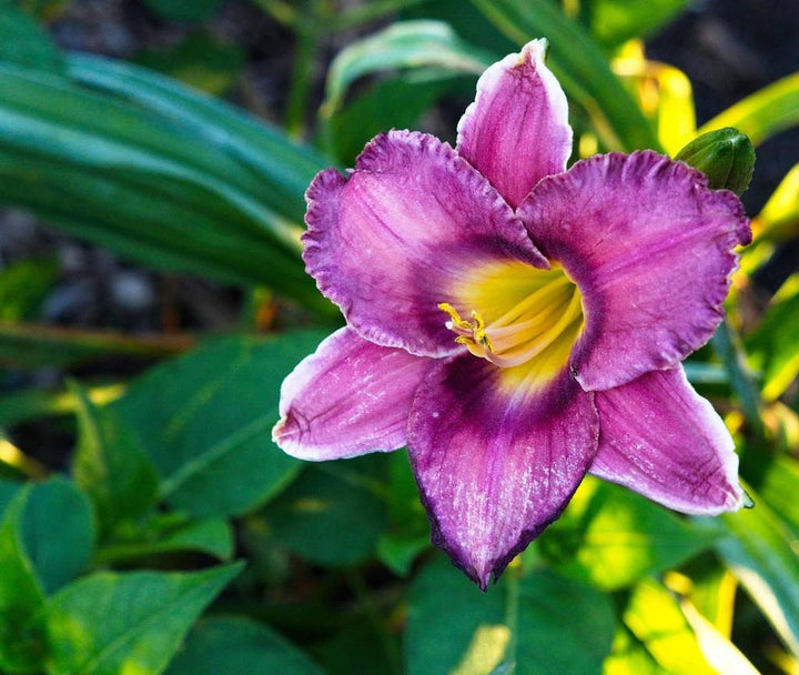 Heirloom Non-GMO Violet Hemerocallis Flower Seeds for Long-Blooming Perennial Garden Planting