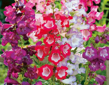 Penstemon- Sensation Mixed