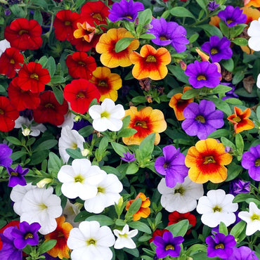 Organic Heirloom Mixed Calibrachoa Flower Seeds – Non-GMO Vibrant Seeds for Planting