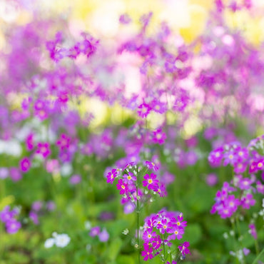 Primula Louise