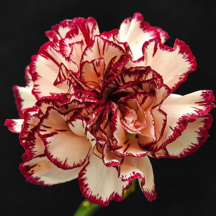 Red Cream Carnation Flower Seeds – Heirloom, Non-GMO, Bi-Color Blooms for Garden Planting