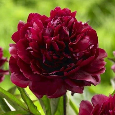 Peony Francoise Ortegat