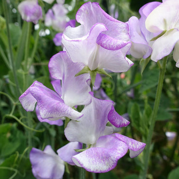 Sweetpea- Lilac Ripple