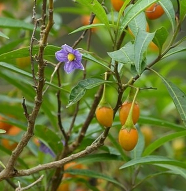 Kangaroo Apple