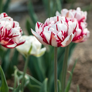 Carnaval de Nice Tulip Seeds