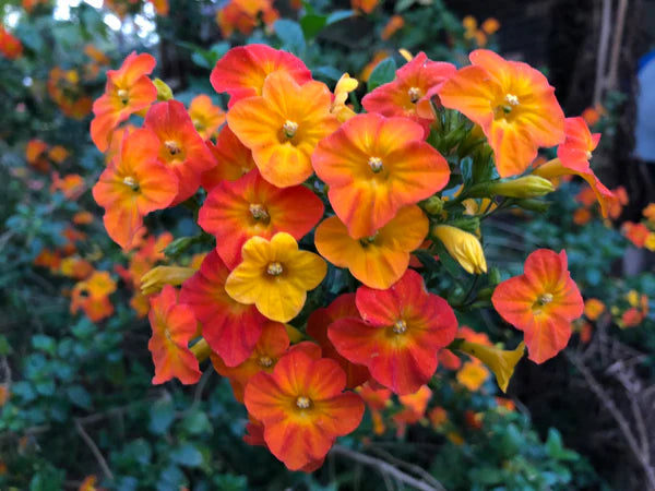 Heirloom Streptosolen Flower Seeds, Non-GMO Sunset-Colored Blooms for Butterfly-Friendly Garden Planting