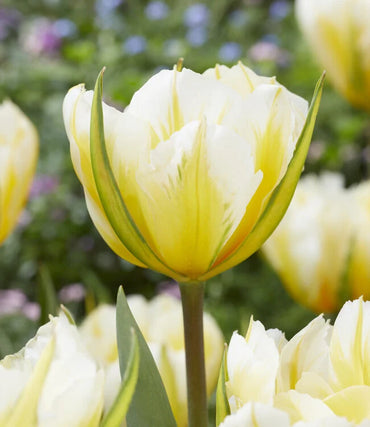 Sweet Valley Tulip Seeds
