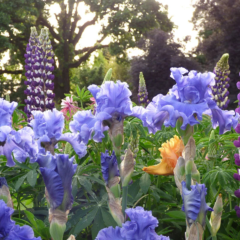 Merchant Marine Bearded Iris