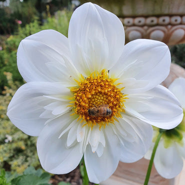 Dahlia- Hillara Ice (Tuber)