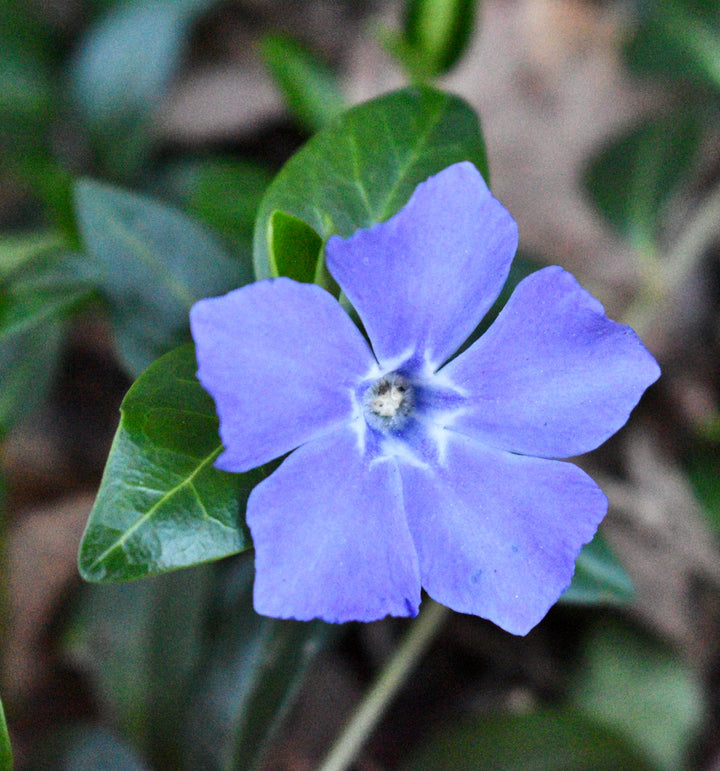 Heirloom Non-GMO Blue Vinca Flower Seeds for Colorful Ground Cover and Garden Planting