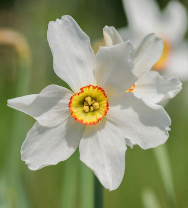 Original Poet's Daffodil Seeds
