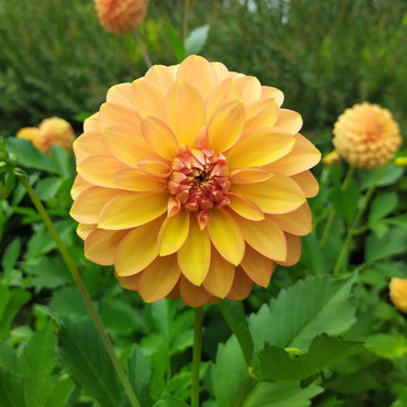 Dahlia- Dixie (Tuber)