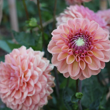 Dahlia- Breannon (Tuber)