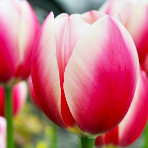 Russian Princess Tulip Seeds