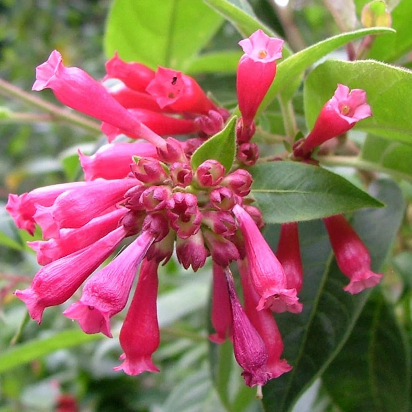 Cestrum Elegans Pink Seeds for Planting – Organic, Heirloom, Non-GMO Flower Seeds