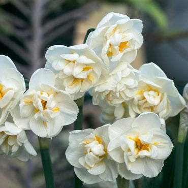 Jonquil- Bridal Crown