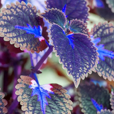 Deep Blue Coleus Plant Seeds – Heirloom Non-GMO Foliage Seeds for Vibrant Garden Accents