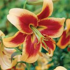 Red Morning Lily Tree Seeds