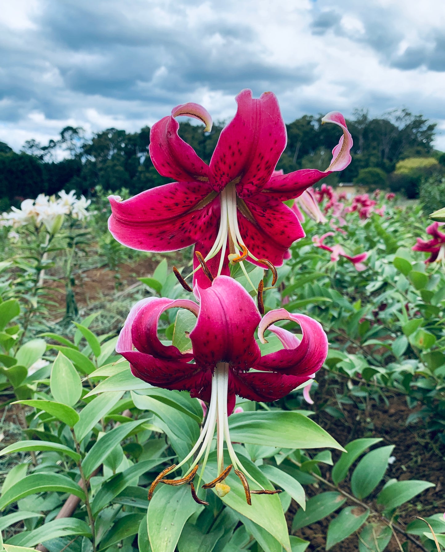 Miss Feya Turban Lily Seeds