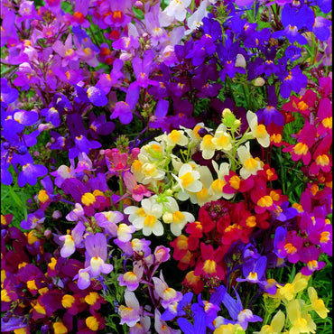 Linaria- Fairy Bouquet Mixed