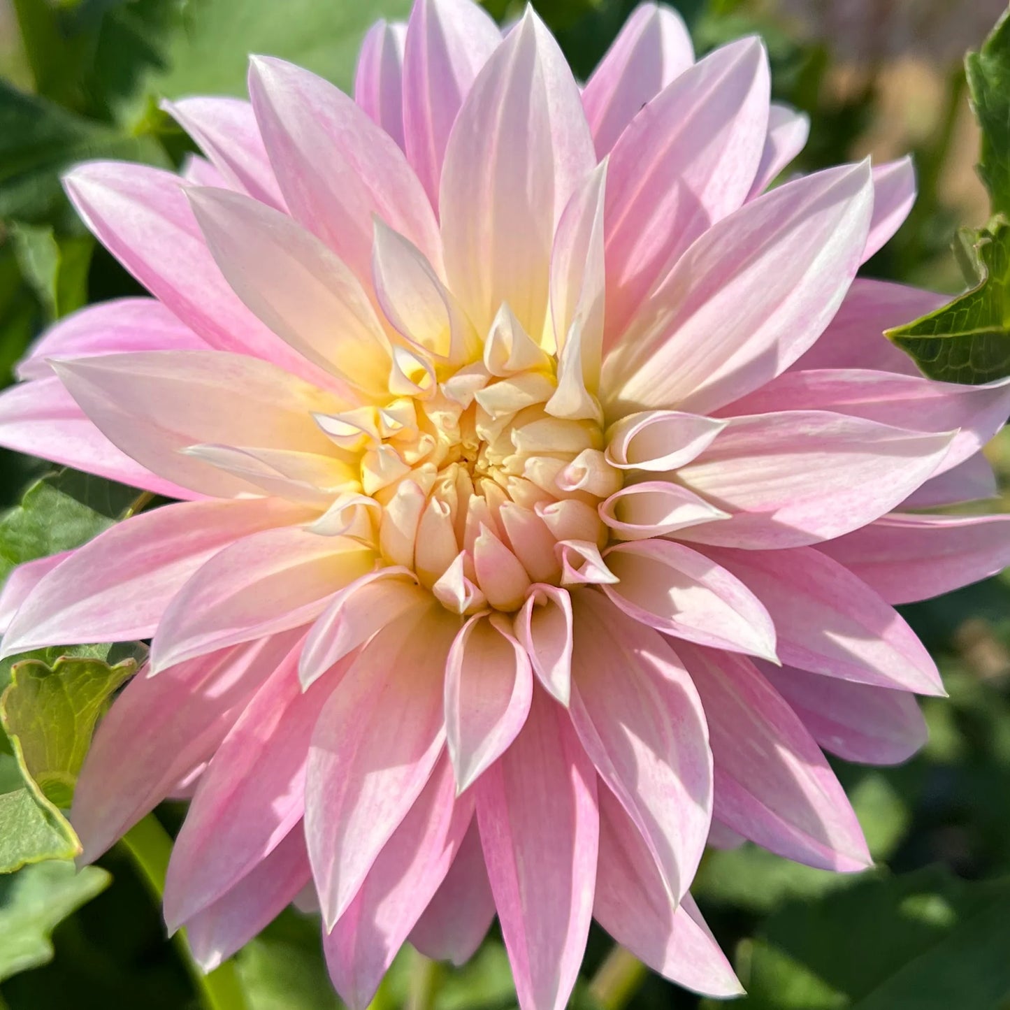 Dahlia- Alloway Candy (Tuber)