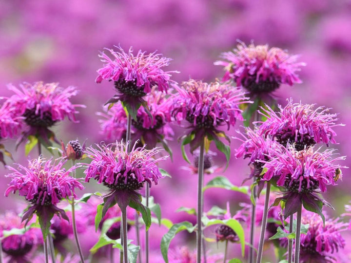 Monarda Purple Flower Seeds – Organic, Heirloom, Non-GMO Seeds for Planting