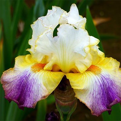 Sunrise Splendor Bearded Iris