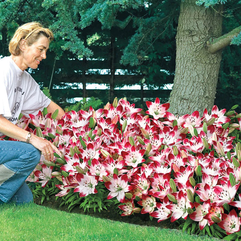 Sugar Baby Carpet Border Lily
