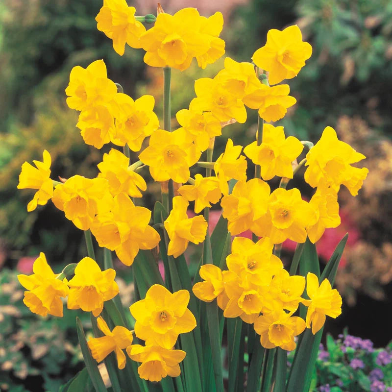 Most Fragrant Daffodil Collection Seeds