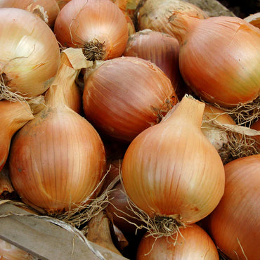Cortland – Organic Onion Seed